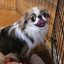 Jessie - Sable and white female Japanese Chin puppy in Johnson City, Tennessee from Erin & Friends Japanese Chin