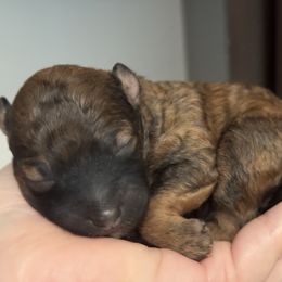 Chipotle - Sable female Poodle puppy in Haines City, Florida from Noelle Poodles