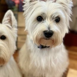 Kaz - West Highland White Terrier