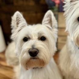 Kaz - West Highland White Terrier