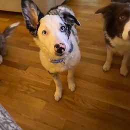 Border Collie Puppies from Willow Spring Border Collies
