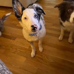 Border Collie Puppies from Willow Spring Border Collies