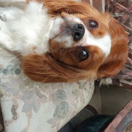 Cavalier King Charles Spaniels, Cavapoos, Goldendoodles, and Poodles from Angel Breed Solutions