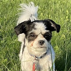 Indigo - Shichon