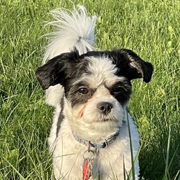 Indigo - Shichon