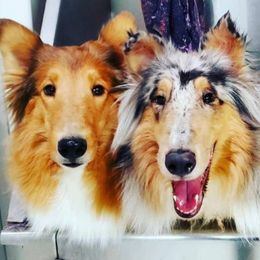 Collies and Poodles from Los Arteagas Collies & Standard Poodles
