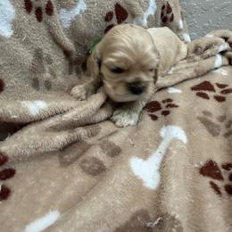 Oakley - Buff male Cocker Spaniel puppy in Ocala, Florida from Ray of Sunshine Spaniels LLC