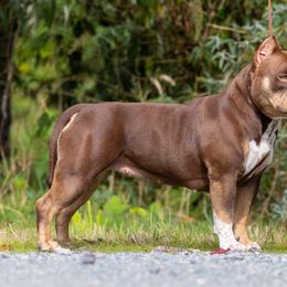 American Bully Puppies from Sky River Bullies