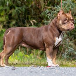 American Bully Puppies from Sky River Bullies