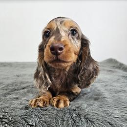 Chocolate and tan dapple male - Dapple male Dachshund puppy in Belle Rive, Illinois from Akin's Miniature Dachshunds, LLC