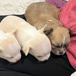 Chihuahua Puppies from Four-Zero Six Chihuahua’s