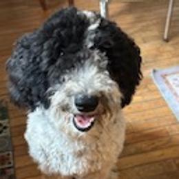 Cockapoos, Double Doodles, Goldendoodles, Poodles, Sheepadoodles, and Shihpoos from Peace, Love, and Puppies at the Creek