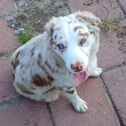 Diana - Australian Shepherd