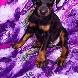 Purple - Black and rust female Doberman Pinscher puppy in Louisville, Kentucky from Ruiz Dobermans
