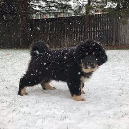 Tibetan Mastiff Puppies from Noble Legacy Tibetan Mastiffs