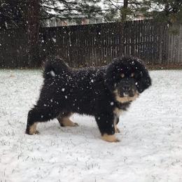 Tibetan Mastiff Puppies from Noble Legacy Tibetan Mastiffs