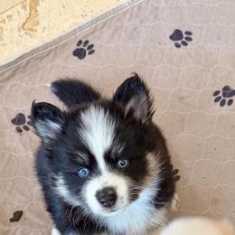 Cookie - Black and white female Pomsky puppy in Cave Creek, Arizona from Arizona Luxury Pomskies