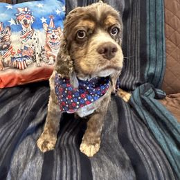 Cockapoo puppies from Holland Hilltop Farm