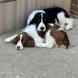 English Springer Spaniel Puppies from Ocoee English Springer Spaniels