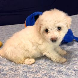 Maggi-yellow collar - White female Bichon Frise puppy in East Carondelet, (St Louis Metropolitan Area), Illinois from BichonSTL