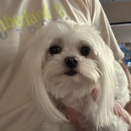 Maltese puppies from Hummingbird Fields