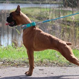 Boxers from RBF