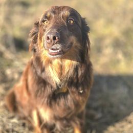 Australian Shepherds from Chaparro Farm