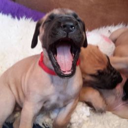 Great Dane Puppies from CAB Danes