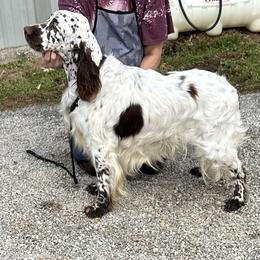 Einstein - English Springer Spaniel
