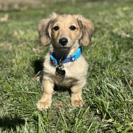 Dachshund Puppies from Spunky Sausage Pups