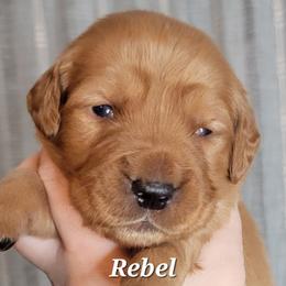 Rebel - Dark golden male Golden Retriever puppy in Scurry, Texas from 07 Seven Oaks Goldens and Doodles