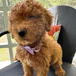 Lafayette - Red  male Goldendoodle puppy in Camden, North Carolina from Oopsie Doodles of NC