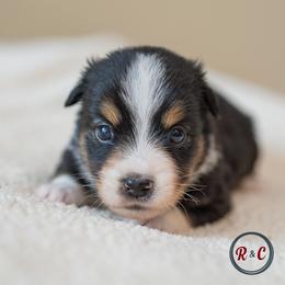 Boy 2 - male Miniature Australian Shepherd puppy in Buna, Texas from R & C Kennels