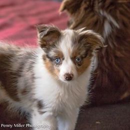 Miniature Australian Shepherd All Grown Up from Tincture of Thyme