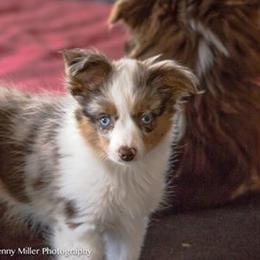 Miniature Australian Shepherd All Grown Up from Tincture of Thyme