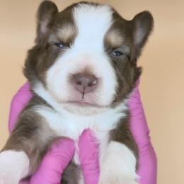 Remi3Girl1- RTF,Long,AKC,OFA,Genetics - Red tri-color female Australian Shepherd puppy in South Hill, Virginia from Silverside Aussies LLC