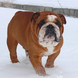 Bulldogs from Lake Valley Bulldogs