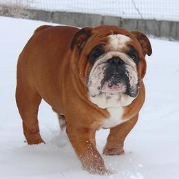 Bulldogs from Lake Valley Bulldogs