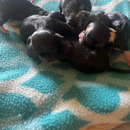 Glory - Black and tan female Chihuahua puppy in Tecumseh, Oklahoma from Callie’s Happy Chihuahuas, Callie’s Happy Treasures LLC