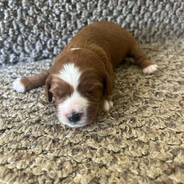 Rowen - Brown male Cavapoo puppy in Reading, Pennsylvania from The Mexican Clan...