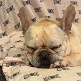 French Bulldogs from Doggy Dayz Decor