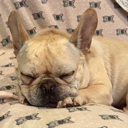 French Bulldogs from Doggy Dayz Decor