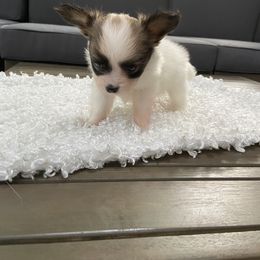 Papillon Puppies from Deanna's Papillons