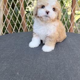 Bashful - Apricot female Cavapoo puppy in Bellevue, Washington from Sweetheart Doodles