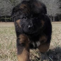 Wednesdays - Pink Collar - Black and red female German Shepherd puppy in Charlotte, North Carolina from Zuflucht K9s