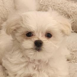 Puppy1 - White male Maltese puppy in Zanesville, Ohio from Donna's Maltese