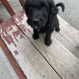 Girl 1 - Goldendoodle puppy in Palmer, Alaska from Northern Aussiedoodles