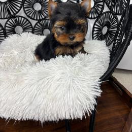 Boy 2 - Black and tan male Yorkshire Terrier puppy in Cornelia, Georgia from Kruz Kennels
