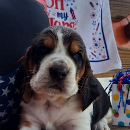 Basset Hound and Beagle Puppies from Orange Mountain Basset Hounds & Beagles