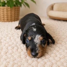 Jack - Dapple male Dachshund puppy in Greenup, Kentucky from Tygart Creek Dachshunds